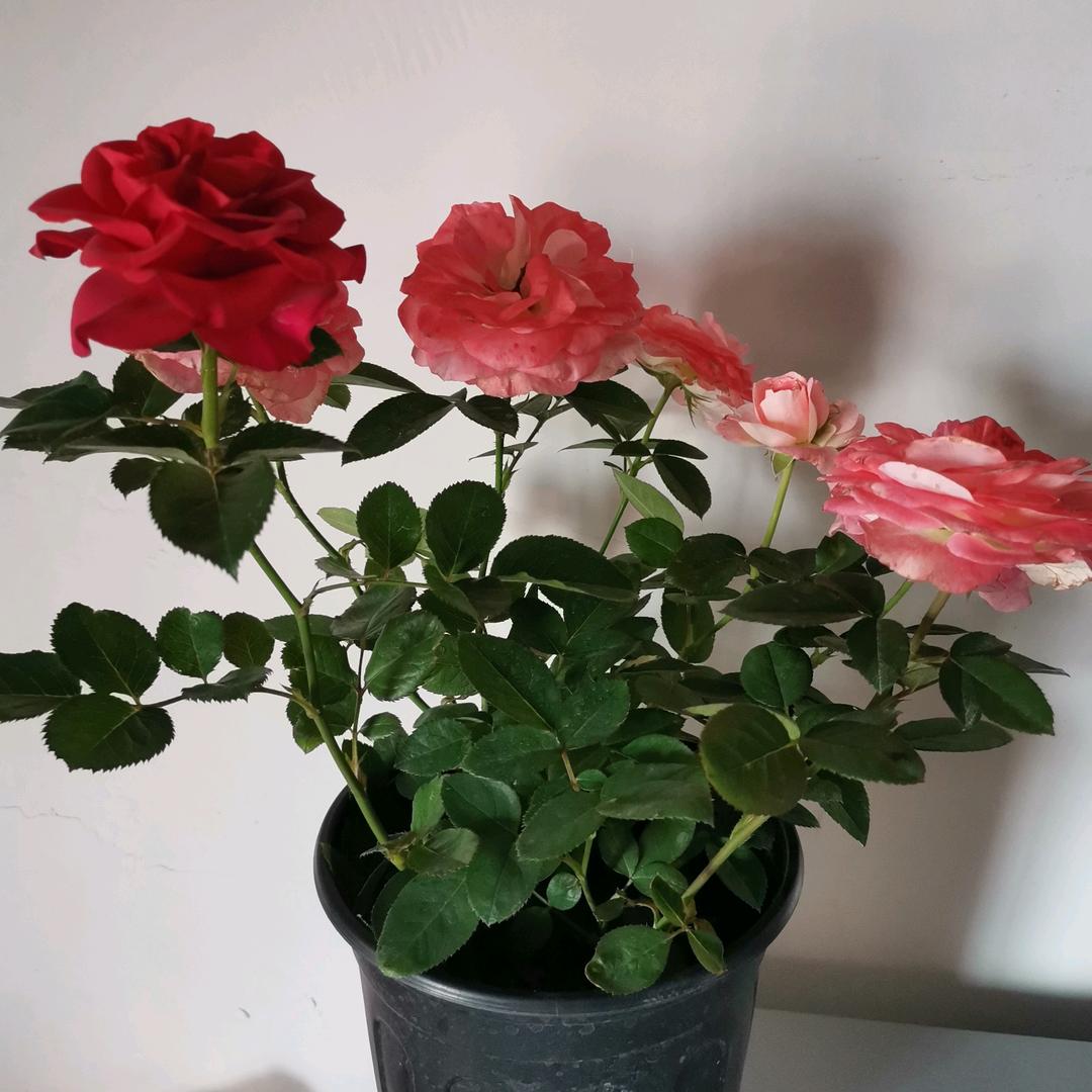 荷花污泥而不染