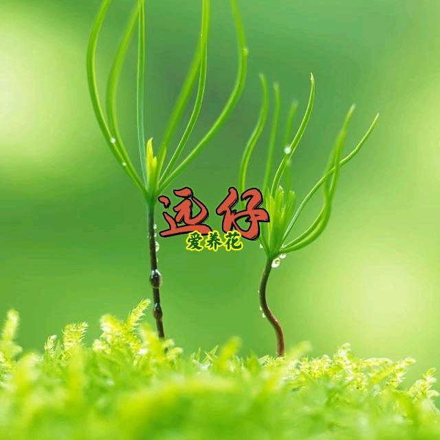 远仔爱养花