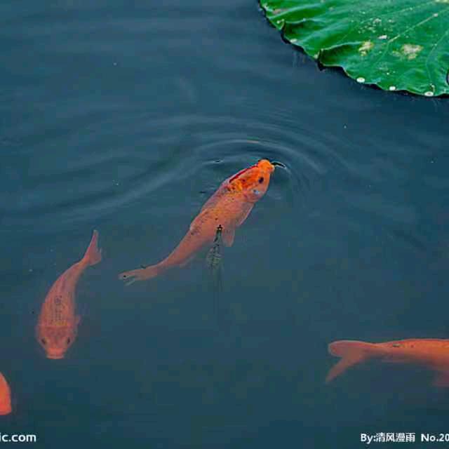 小金鱼