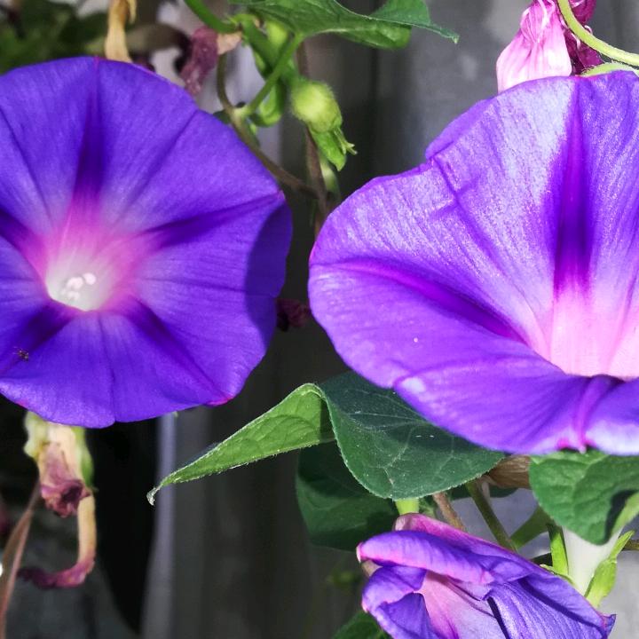 芳草地头像