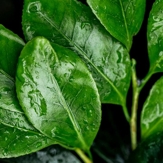 赤水官渡风水袁定远