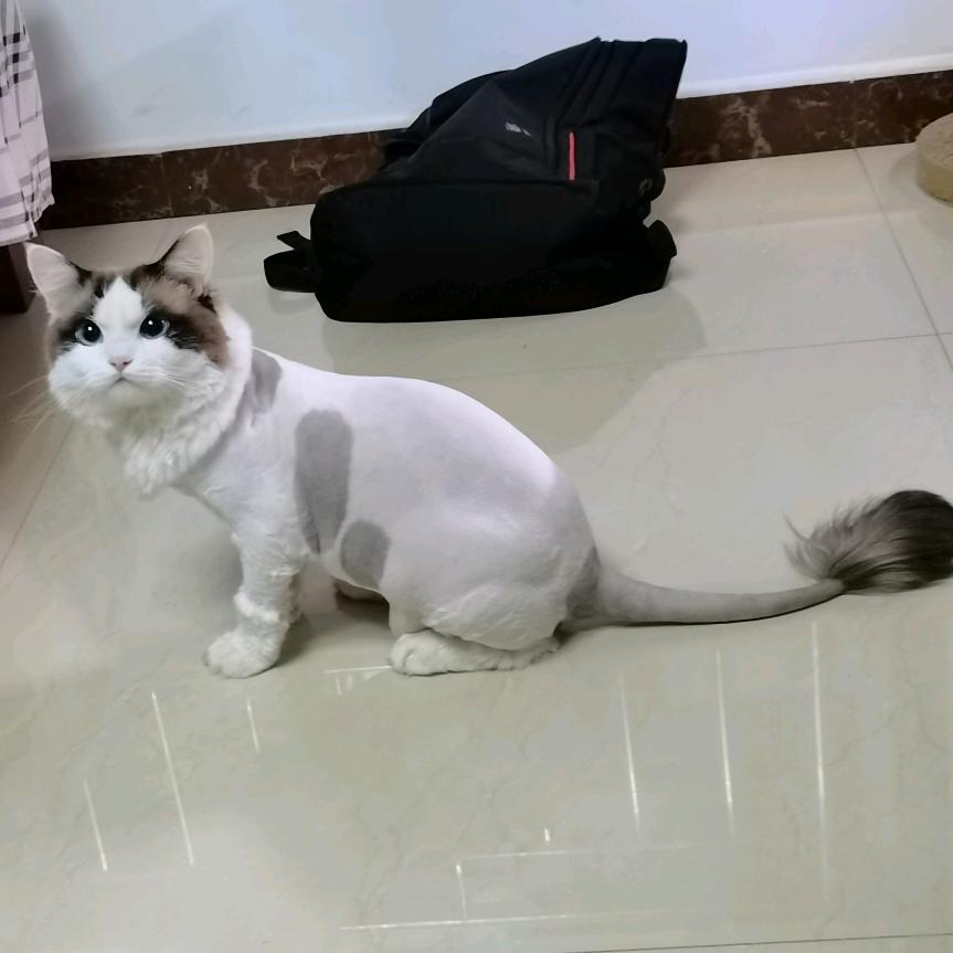 奔波霸和霸波奔