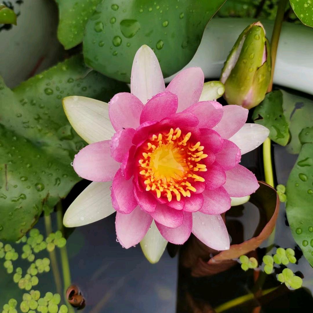 明霞花卉
