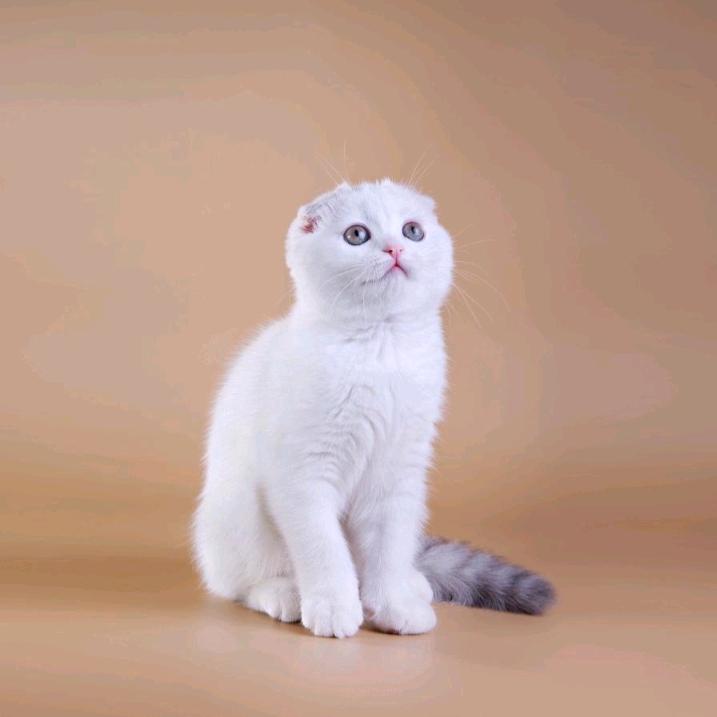小郭