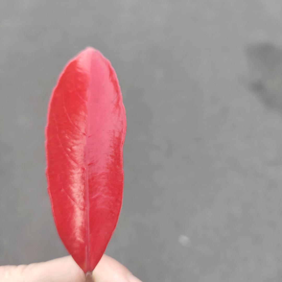 嘎拉哈