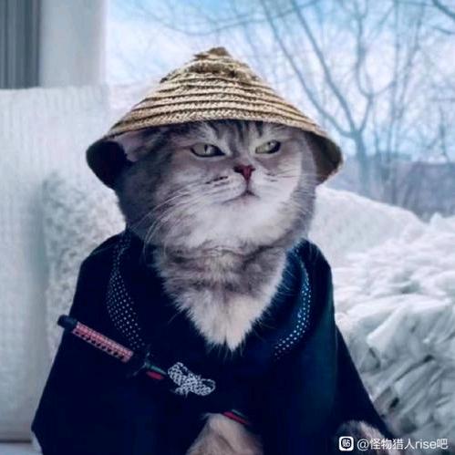 小猫乱跳