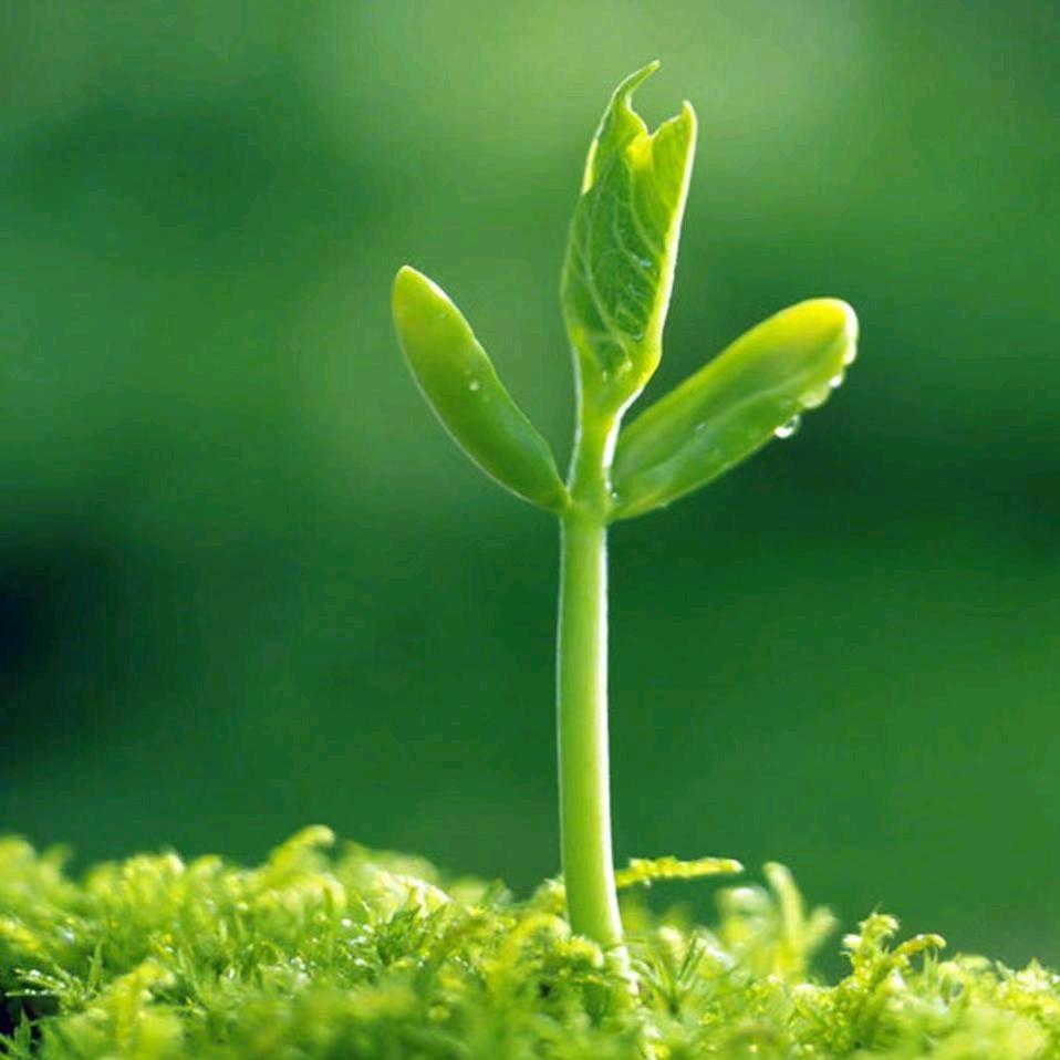 崔楼  洋丰  益果农资   佳楠心灵