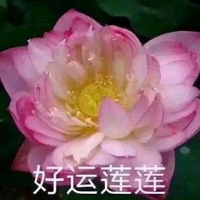 好运莲莲(^～^)