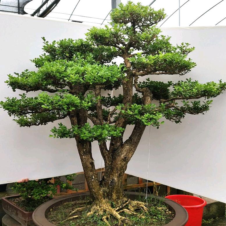 黄杨花卉