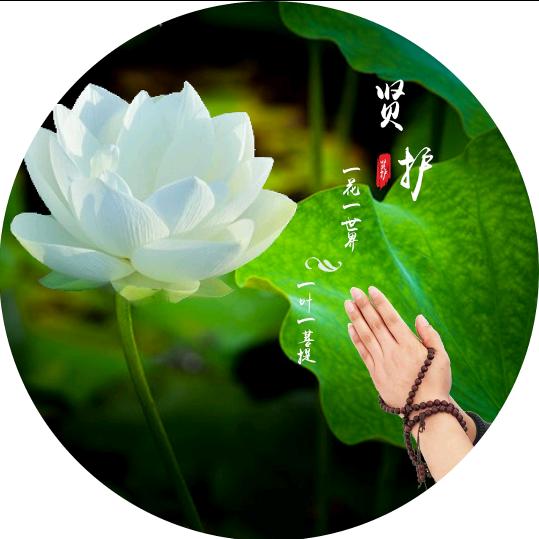 心若菩提 王淇