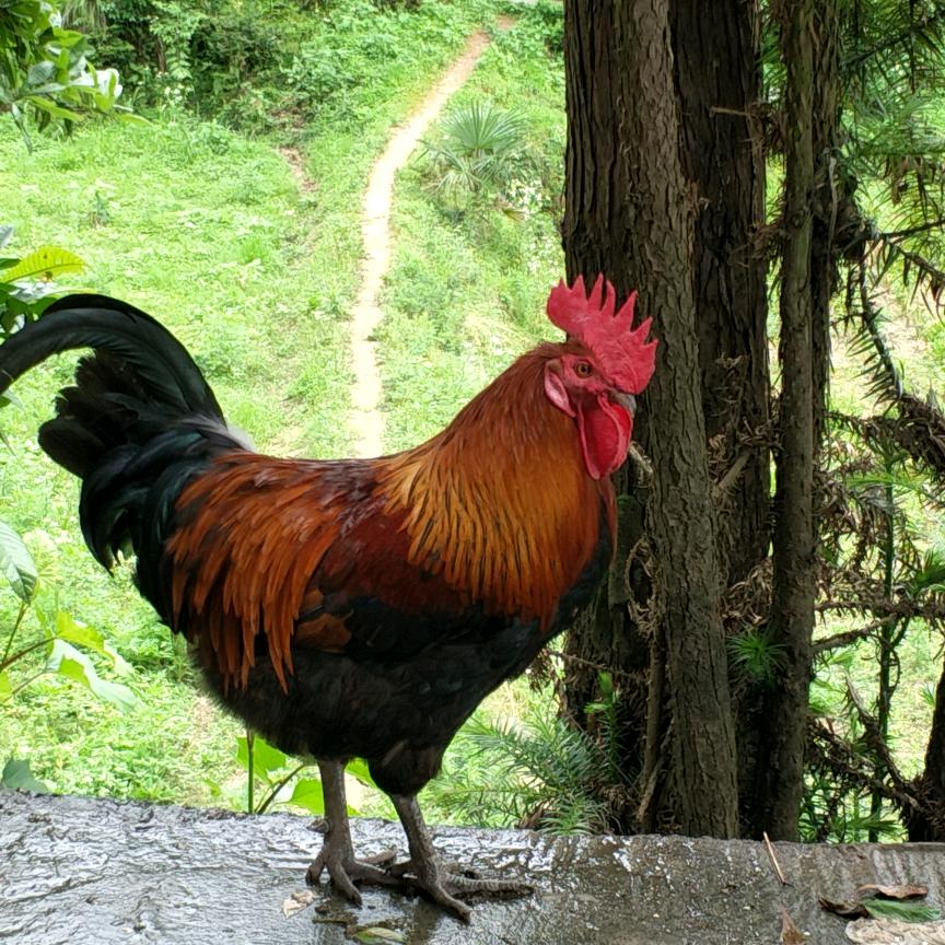 山鸡哥