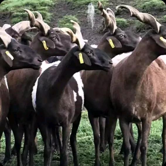 青海牛羊直销-小杨