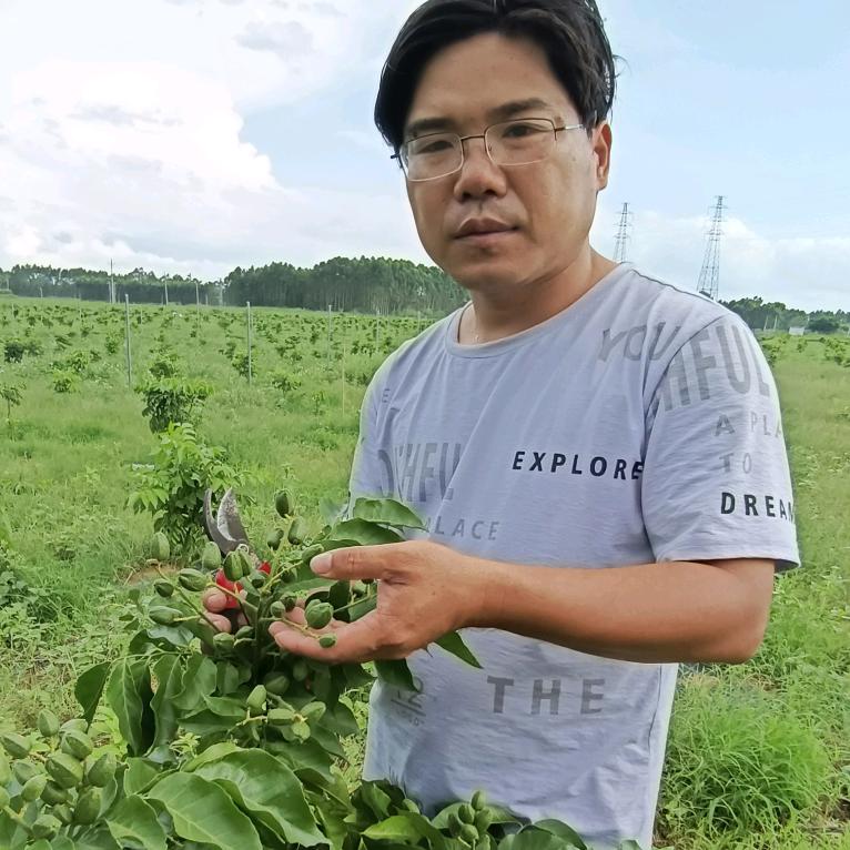 老聂种黄皮