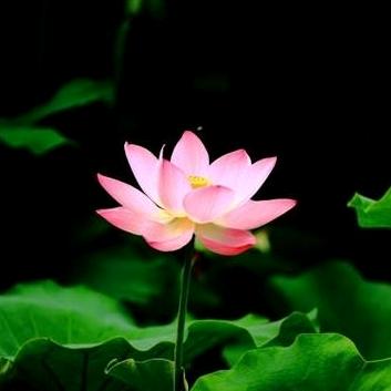 cf(ง ื▿ ื)ว