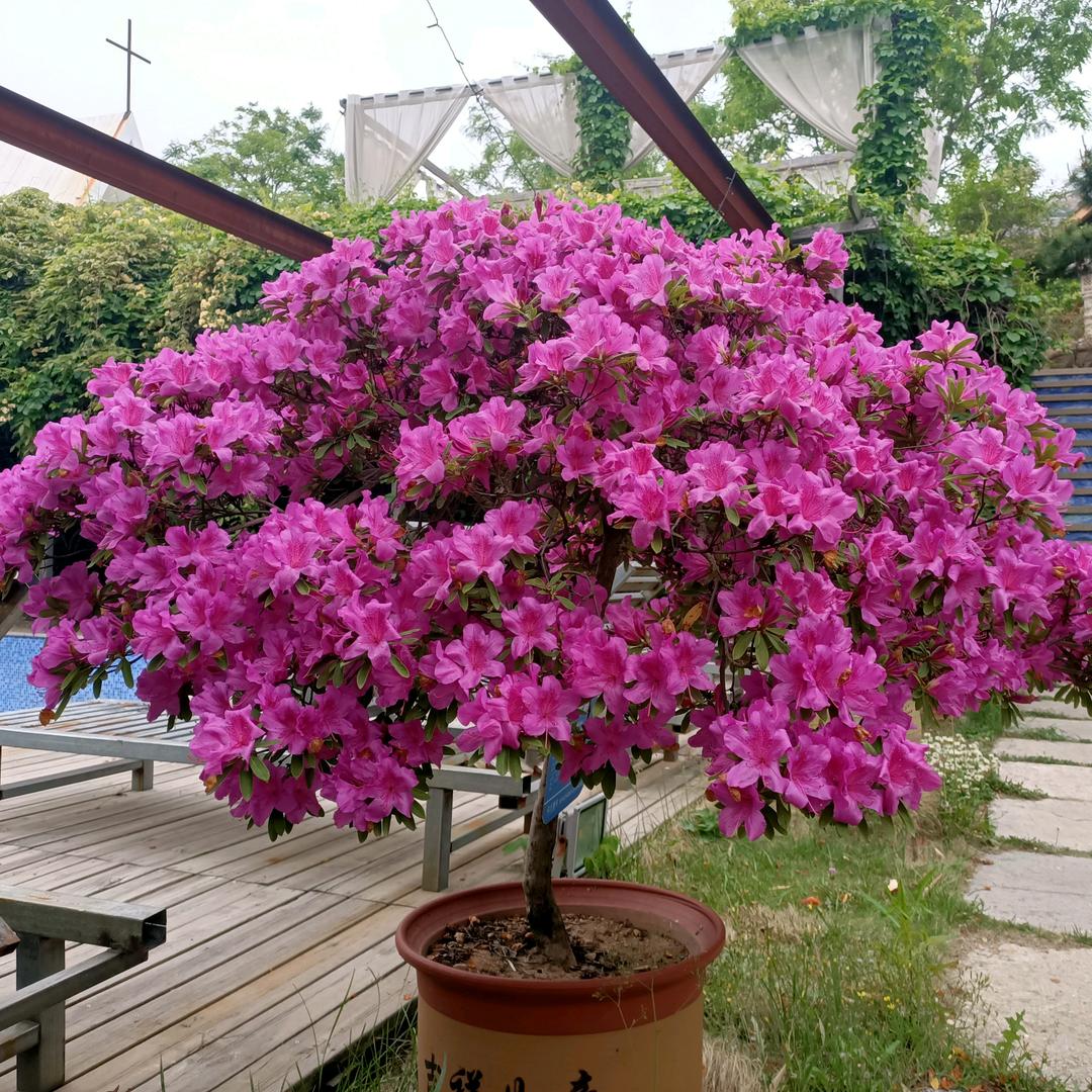 白开水