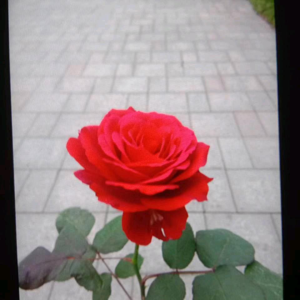 春香姐姐(❤ε❤)