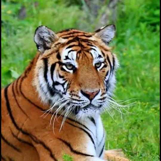 好运来到我这里