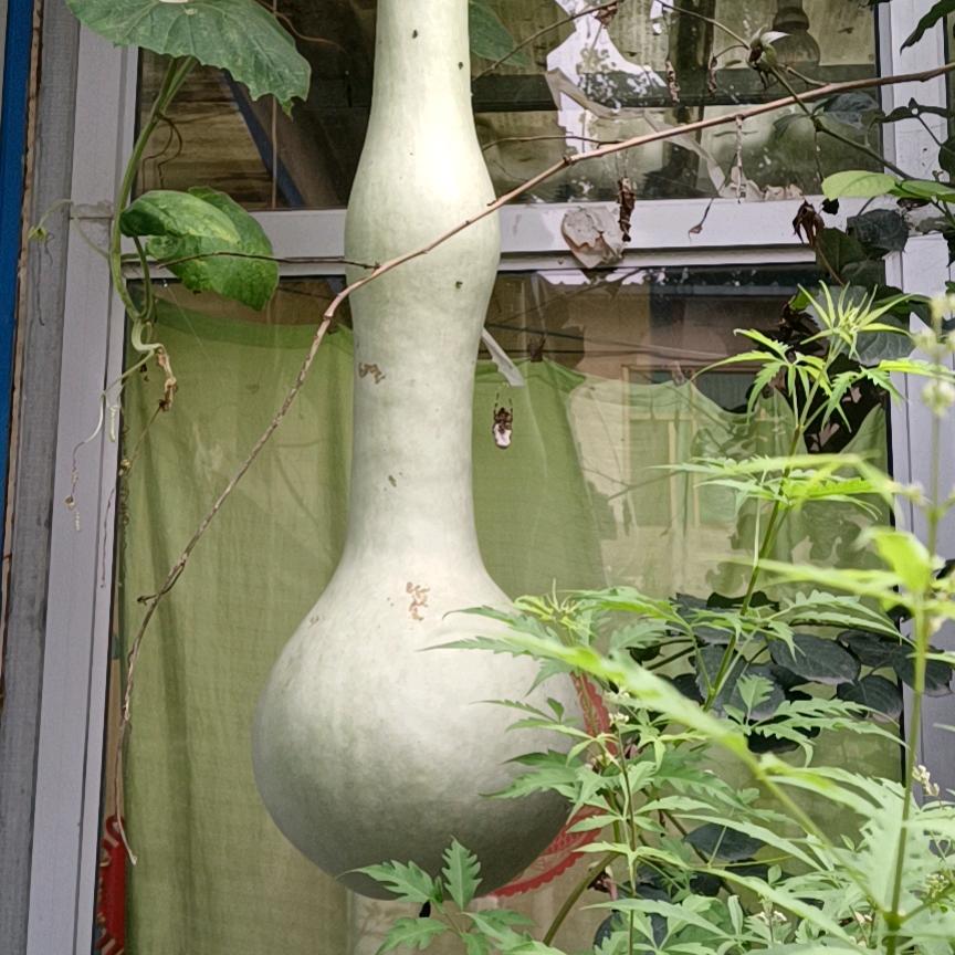 鸿缘