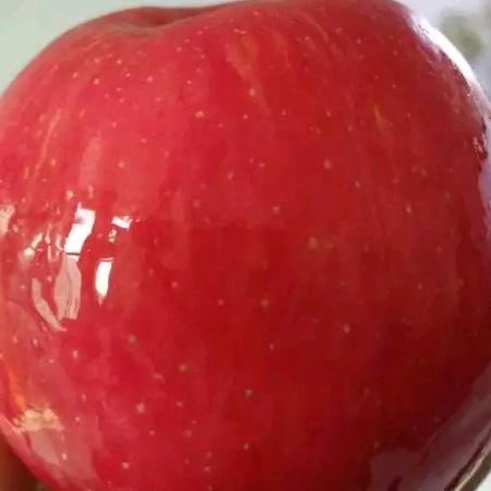 陕西果业集团宜川有限公司