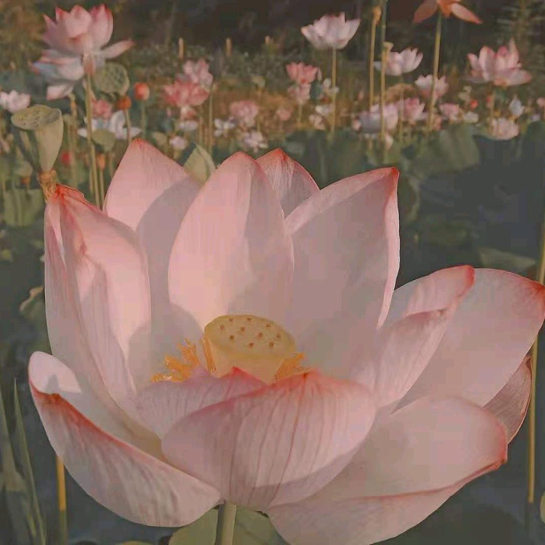 李群英