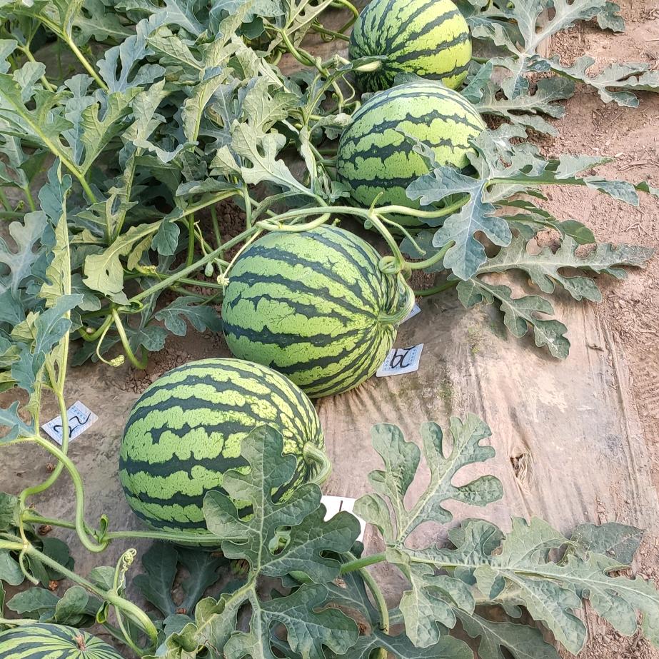 夏邑县松凡蔬菜批发部