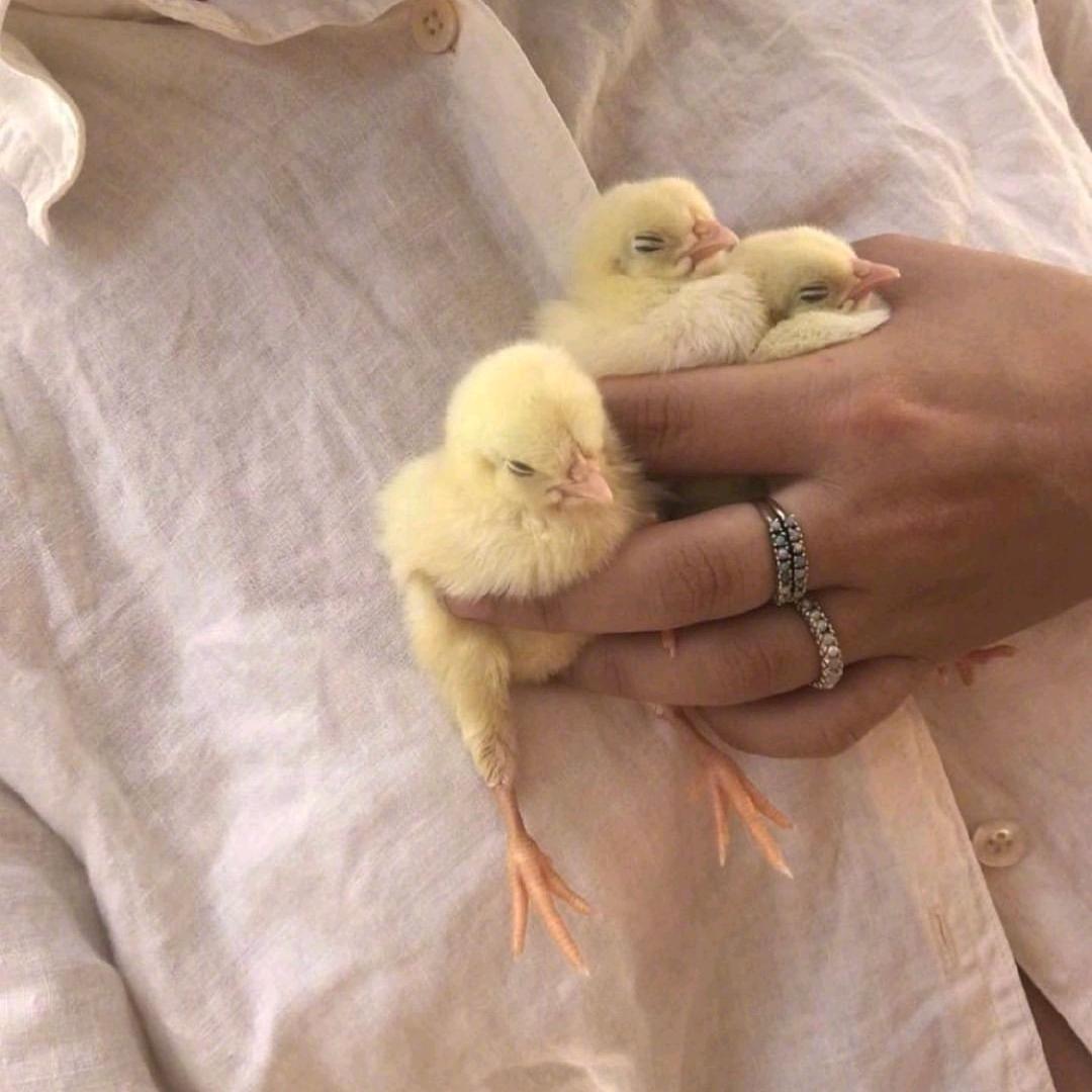 3j怎么还没吃饱
