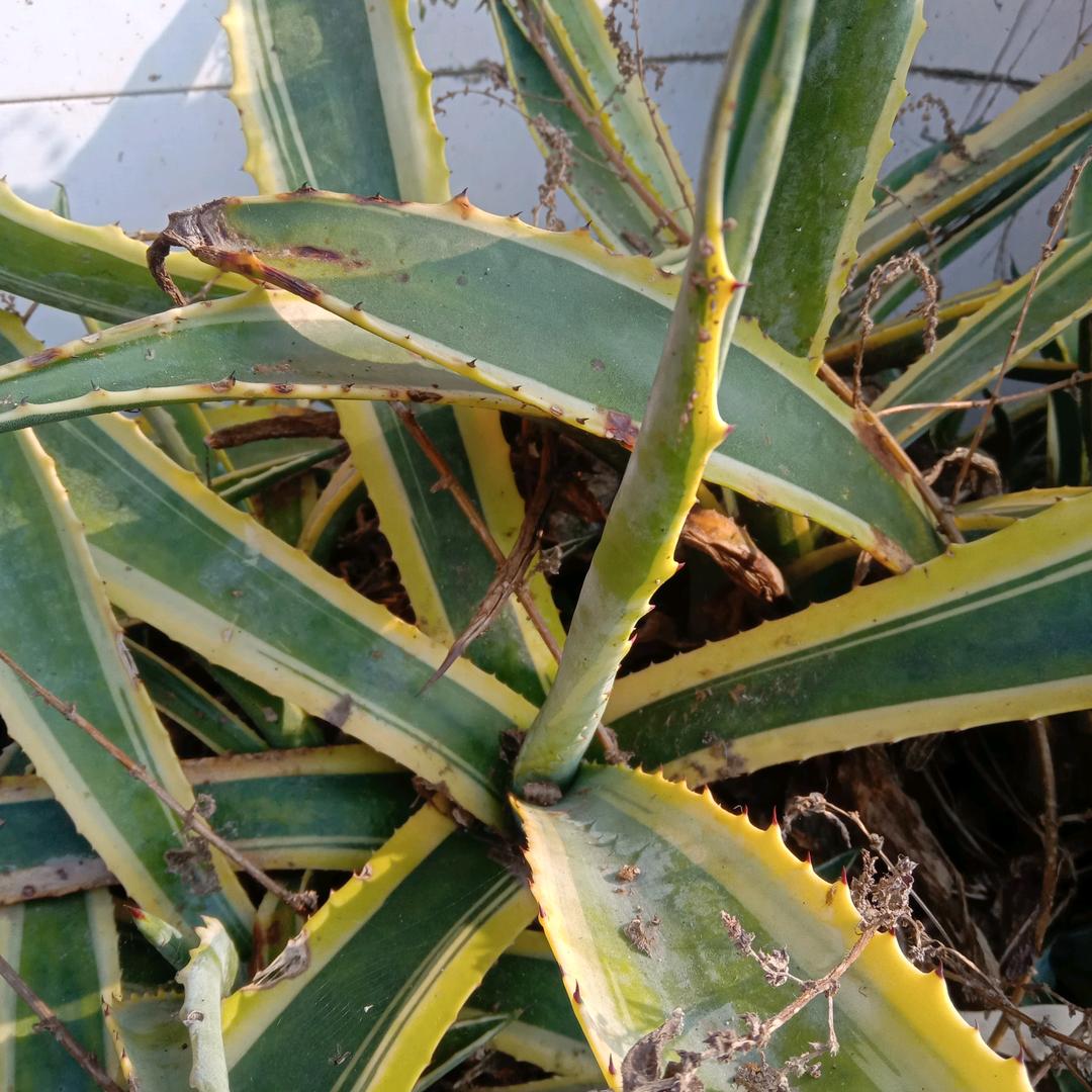 刘开心？开心快乐每一天