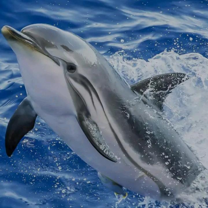 海豚