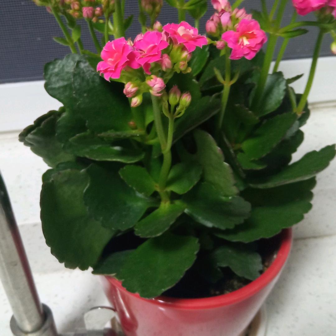 花之魂