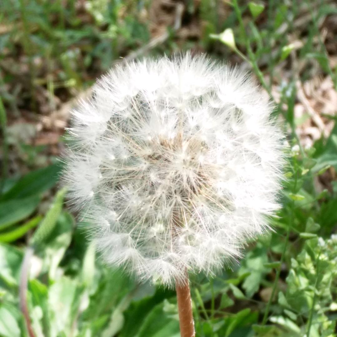 多吉拉姆