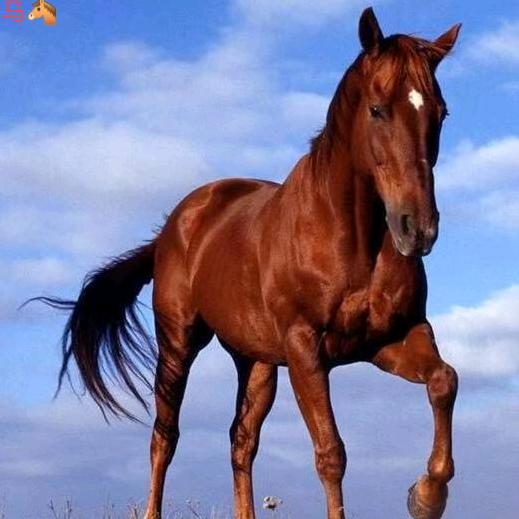 马🐴真城之心
