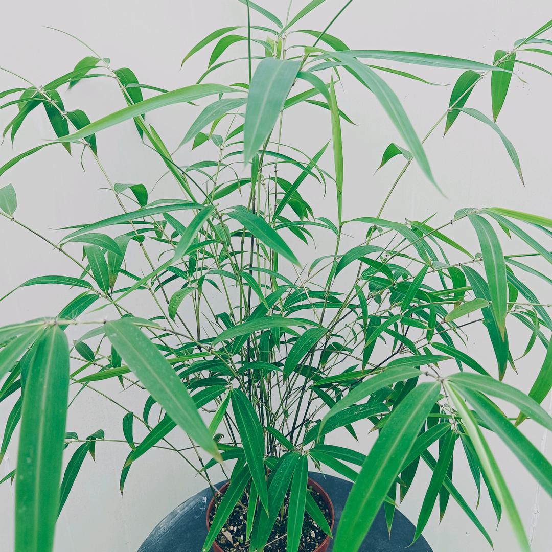 雅香居花园