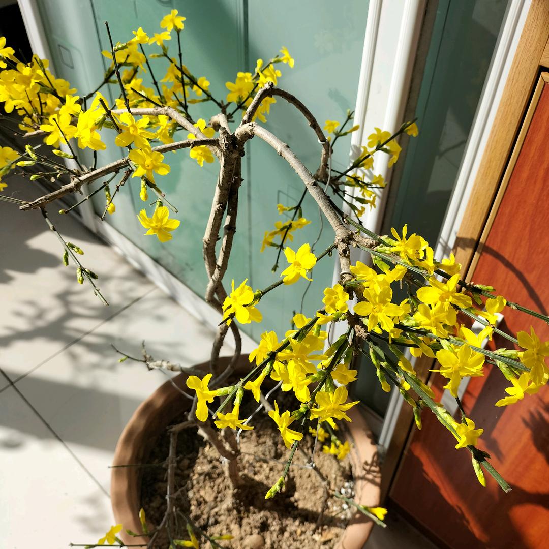 晓雅
