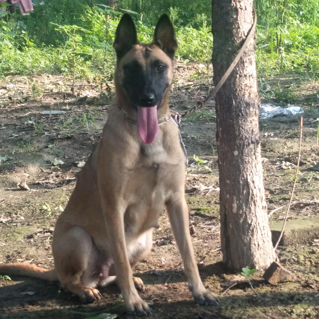 业余训犬，专业厨师，