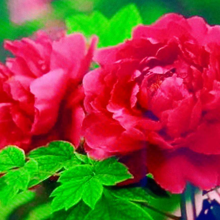 喜欢你的微笑😄