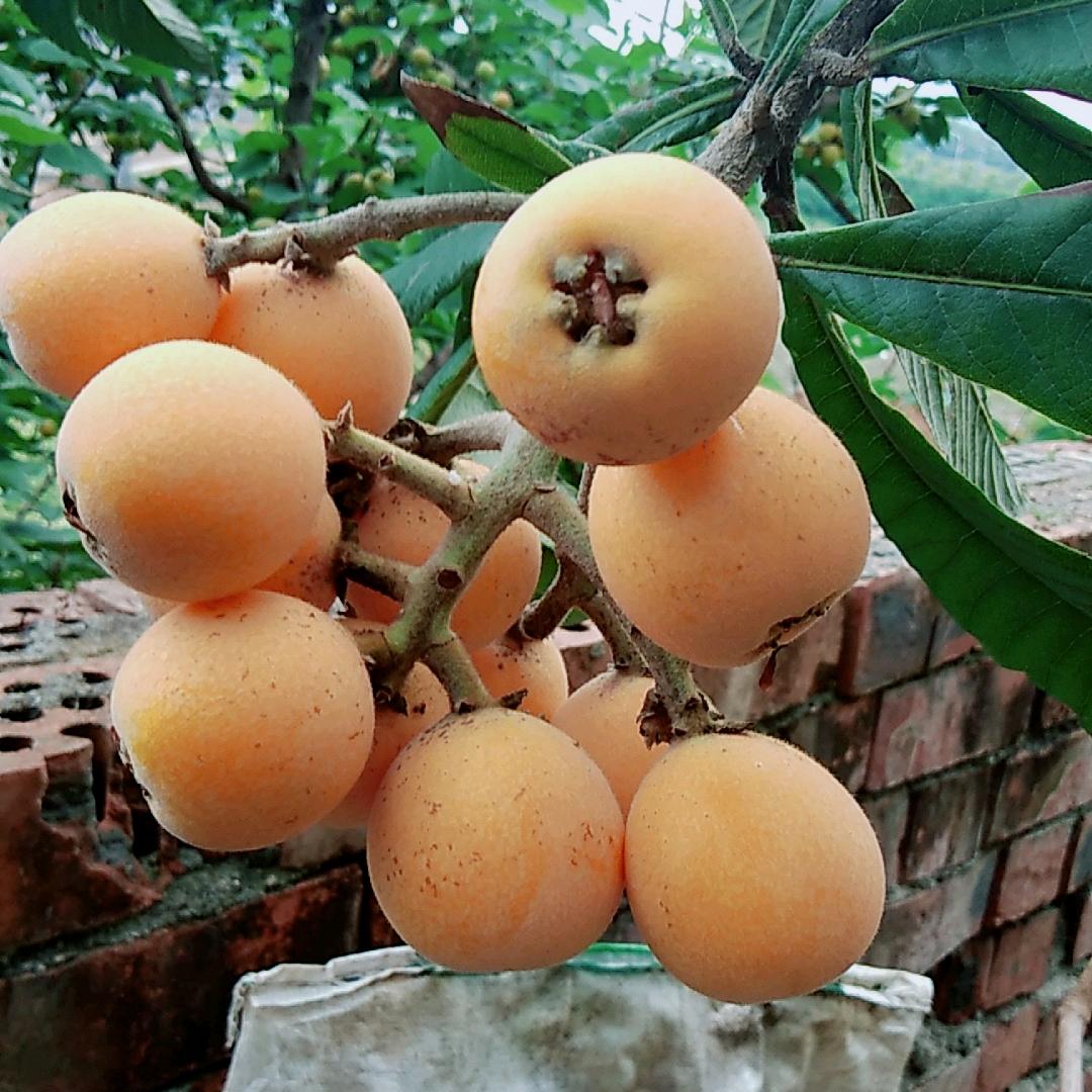 陈玉