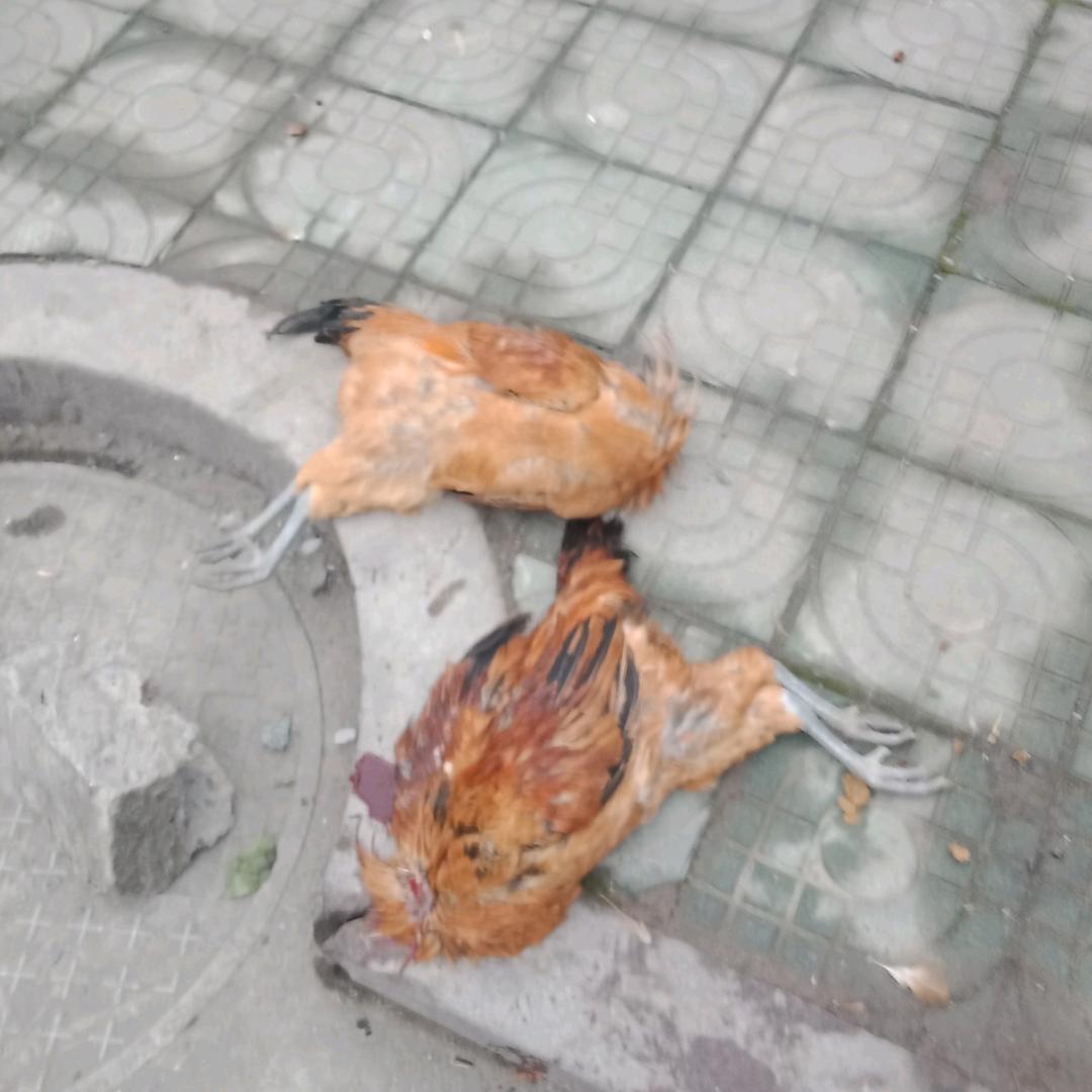 毛洪民