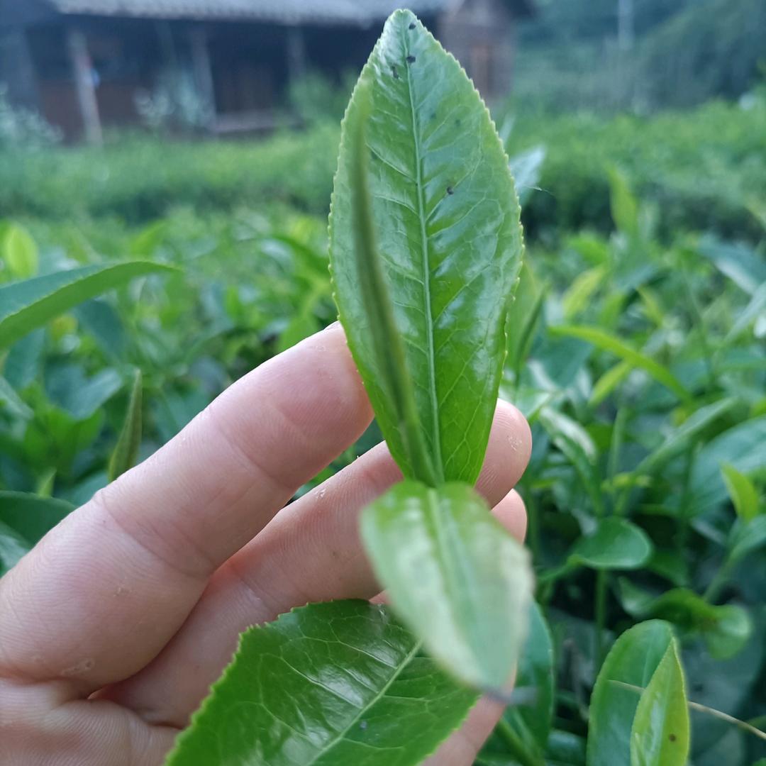 琼琚（别问我是谁）
