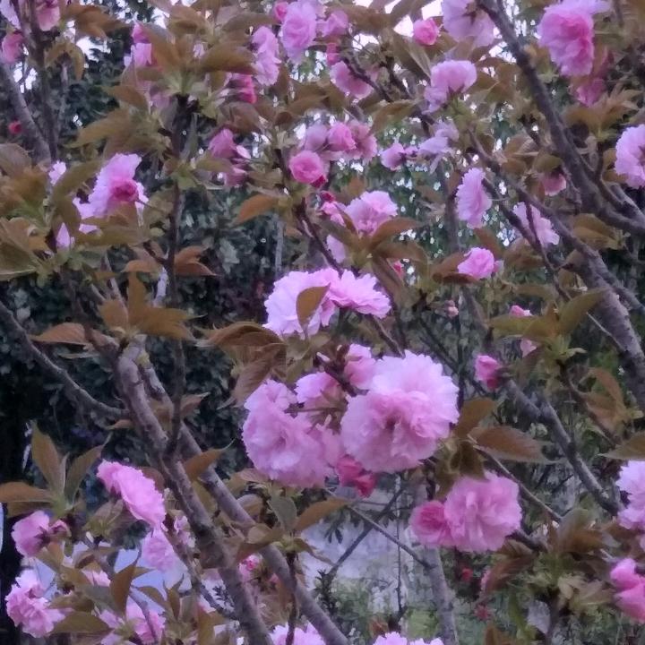 唐小小