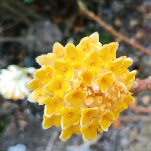 黑白鱼