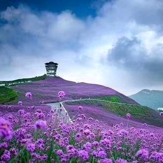 青州花镜植物，庭院植物基地