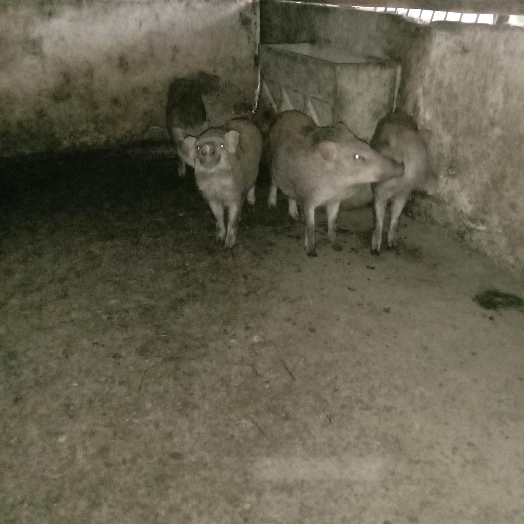 王小胖食草猪