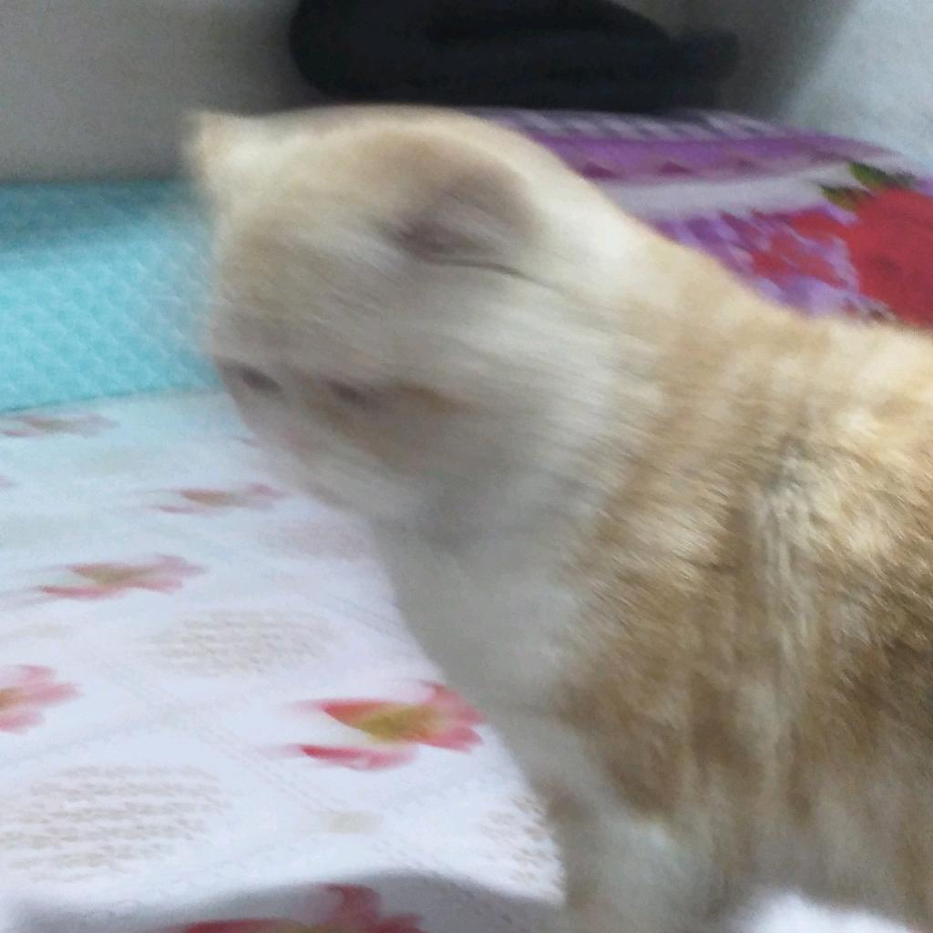 红玫瑰