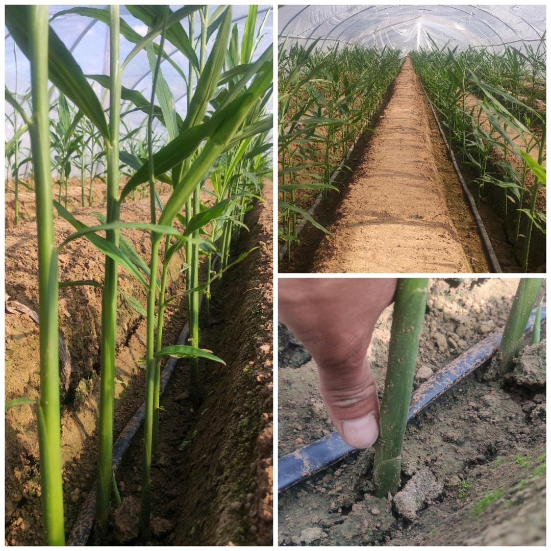 思远农业说说大姜