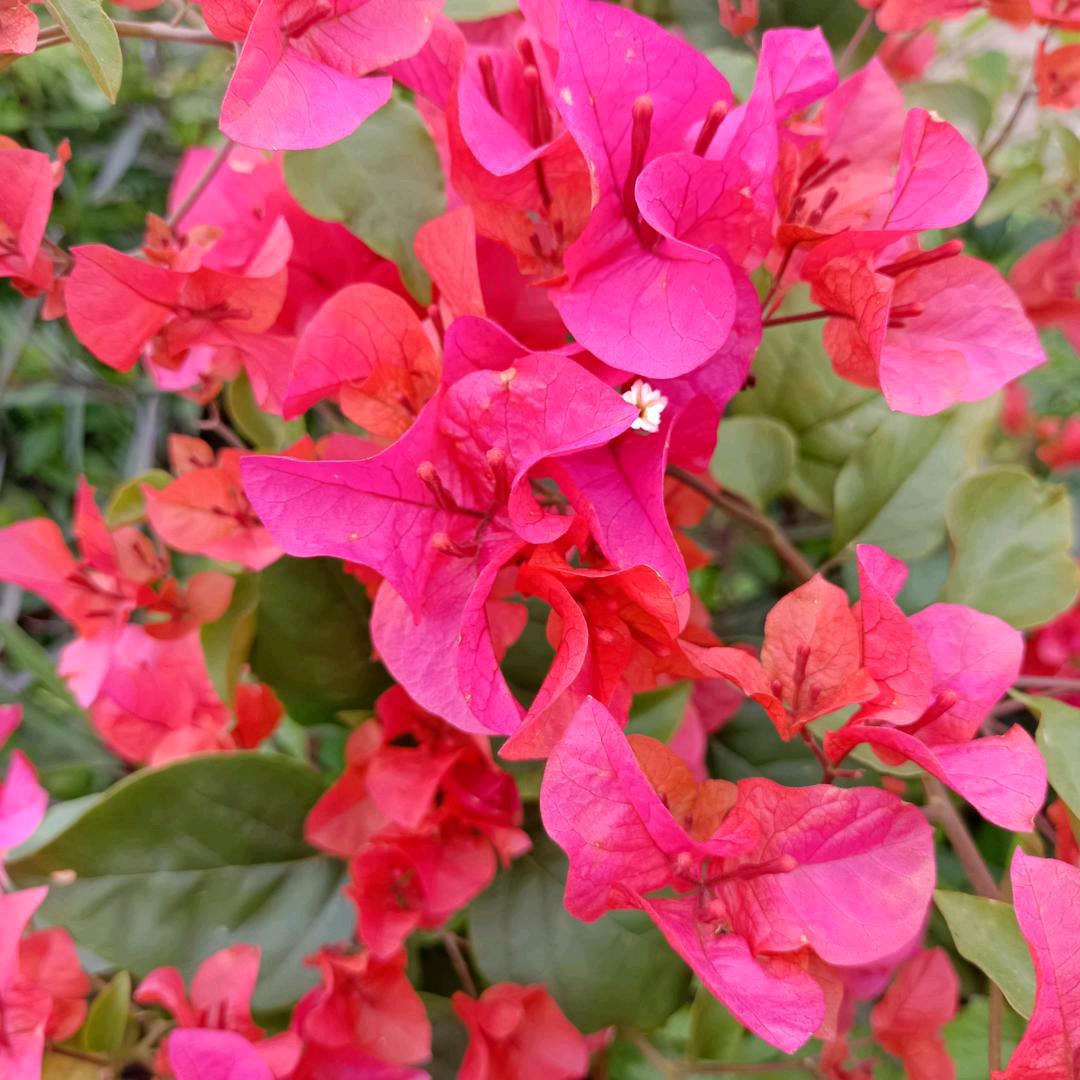 (๑•ั็ω•็ั๑每天都开心