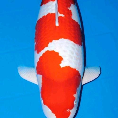 旭旭水族工作室