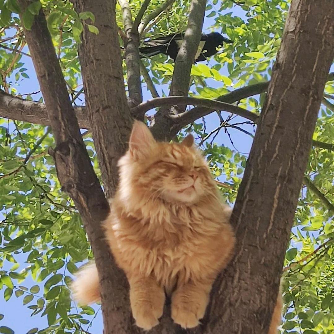 猫条不条