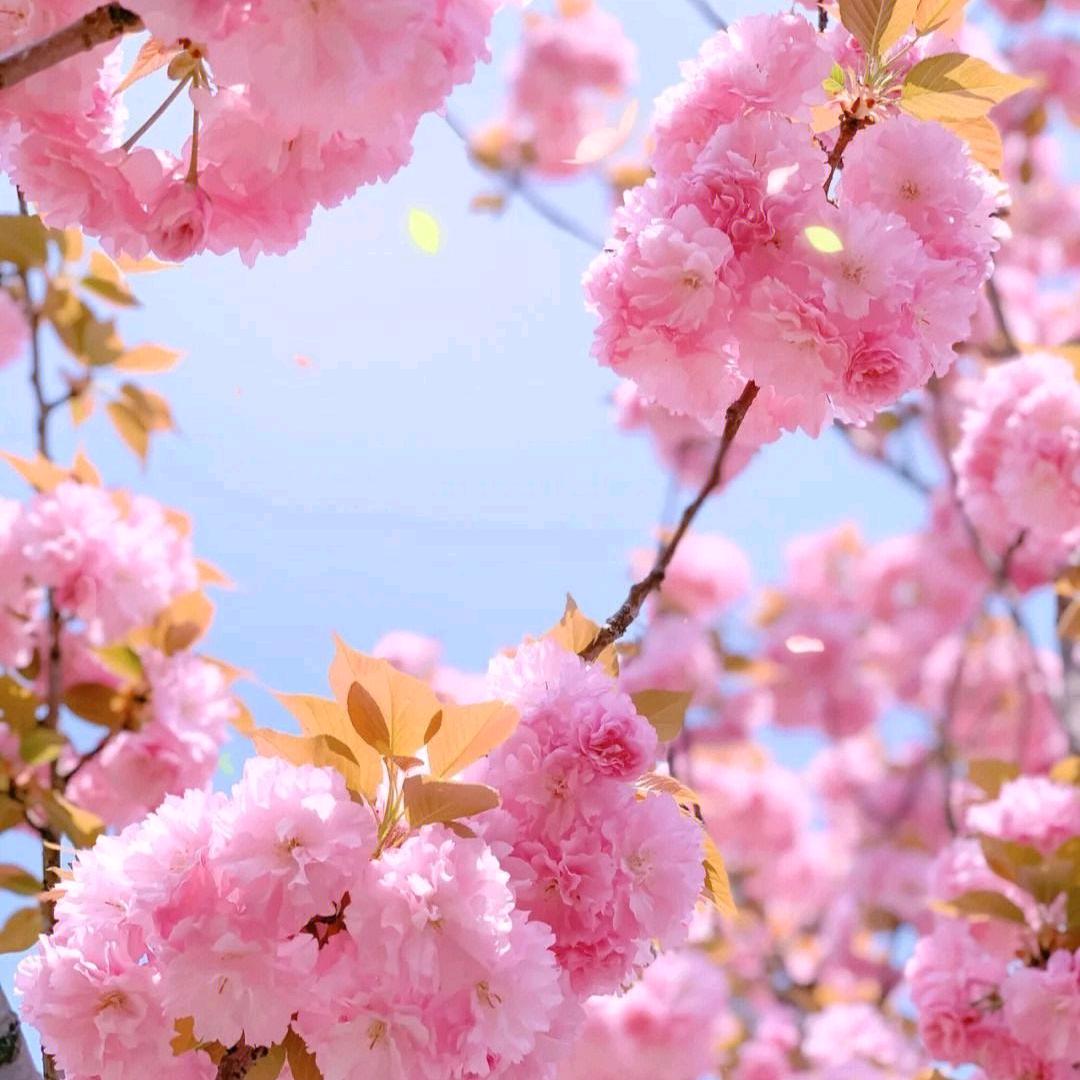 樱花树下