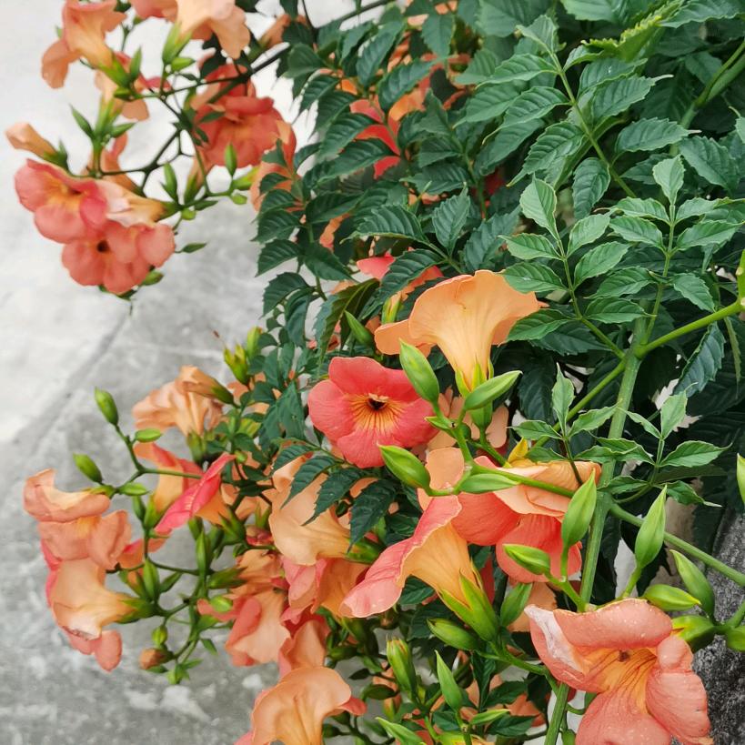 顺其自然