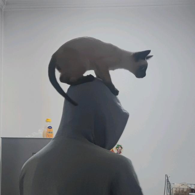 焦糖是只猫